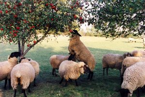canadian sheep eating apples
