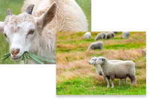 scrapie sheep disease eradication