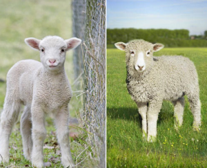 canadian sheep and goat farmers