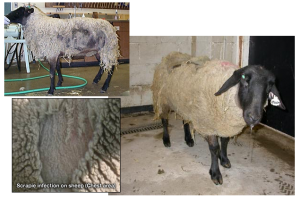 signs symptoms scrapie sheep