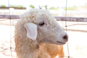 sheep and goats canada