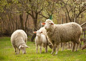 canadian sheep and lamb