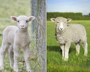 canadian sheep