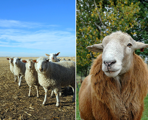 sheep and goats canada